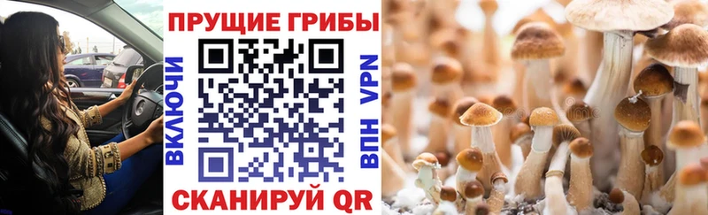 Псилоцибиновые грибы Psilocybine cubensis  МЕГА ТОР  Димитровград  купить закладку 